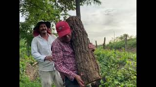 Campesino le dice a pastor que cambien de trabajo, porque sér pastor es fácilpero mira que paso!!!