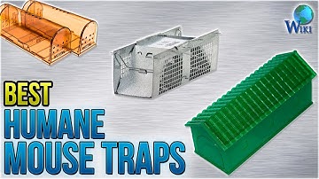 7 Best Humane Mouse Traps 2018