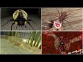 Creepy Pets #7 | The Twins Giant Beetle🐞Granny's Spider🐞Rod's Crocodile🐞Grandpa's Giant Octopus