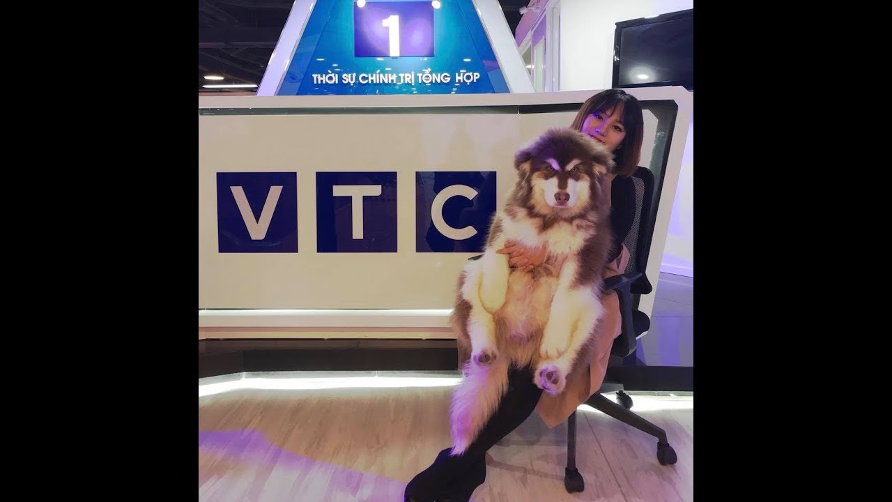 puppy paradise Hậu trường siêu hài Mật được mời lên VTC1 - đi quay mà vui quá cơ ^^