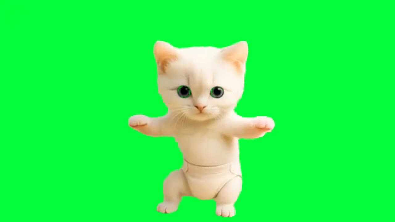 Cat Raving Raving Cat Anthems #funny #memes #cat - YouTube