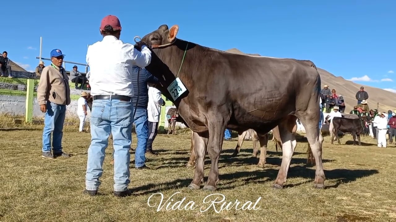 FEGASAR TOROS BROWN SWISS 14 de junio de 2023