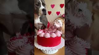 This cake never stood a chance 😂 #dog #funnyanimals #shorts #pets #funnydogs