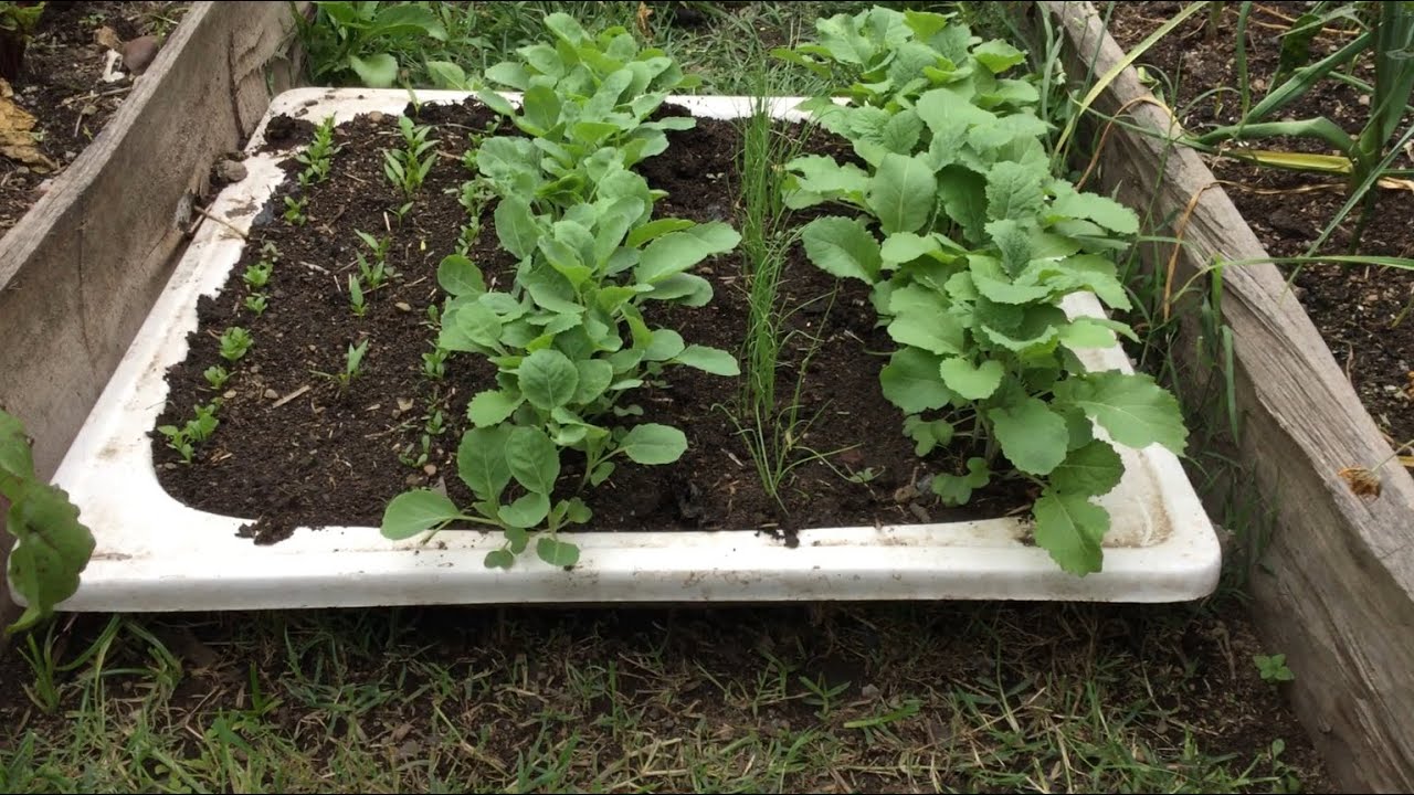 4ቱ የጎሮ አትክልት አዘራር እንዳያመልጣችሁ/ Don't miss out on the 4 Greens