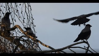 Crows sitting and flying away