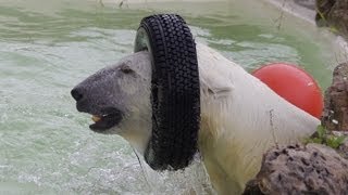 タイヤを被って遊ぶデナリ~Polar Bear is enjoyed