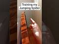 Training my jumping spider