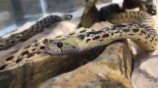 Snake Safety