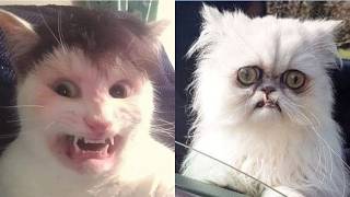 😻😹 Epische Katzen-Fails: Die lustigsten 30 Minuten TikTok, die du je gesehen hast! 😻😹