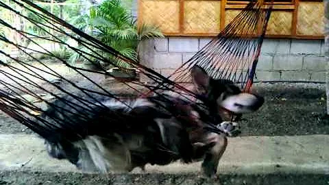 Dog leslie sleeping in hammack
