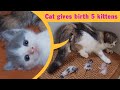 Cat giving birth cat gives birth to 5  kittens  part 1