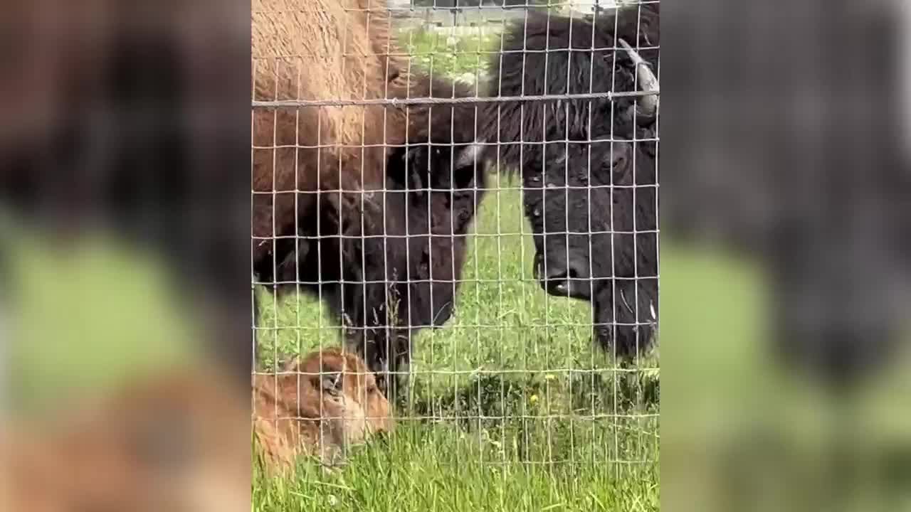 Red River Zoo welcomes baby bison - YouTube