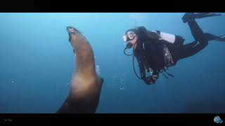 Scuba Diving Course With Seal Dive