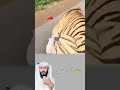 لم يتوقعوا هذا الهجوم نمر مفترس يباغت ركاب دراجة مشهد يحبس الأنفاس Youtubeshorts 
