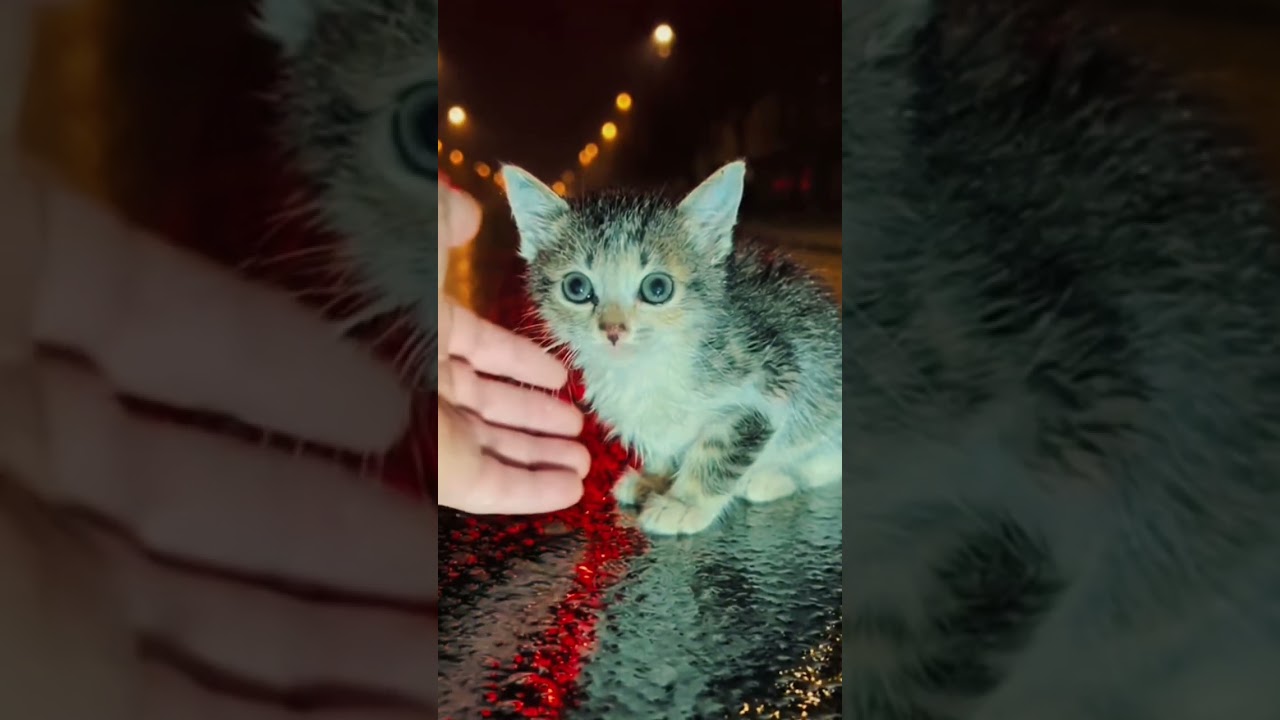 Like for These Adorable Cute Kittens Funny Heart Melting Cat Shorts