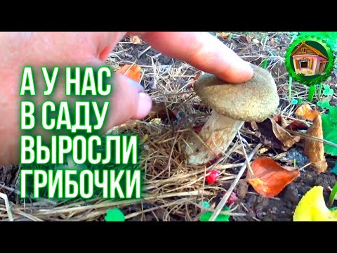 🍒GREW MUSHROOMS IN THE GARDEN. Pruning Currant. Preparing the garden for Winter