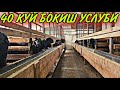 140 КГ КУЙ БОКИШ УЧУН КАНДАЙ ЙЕМЛАР БЕРИШ КЕРАК