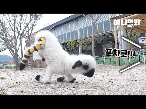 아기양 포차코가 태어나자마자 어미에게 버림 받은 이유ㅣGot a Crippled <strong>Lamb</strong> a Walking Assistant Device And..