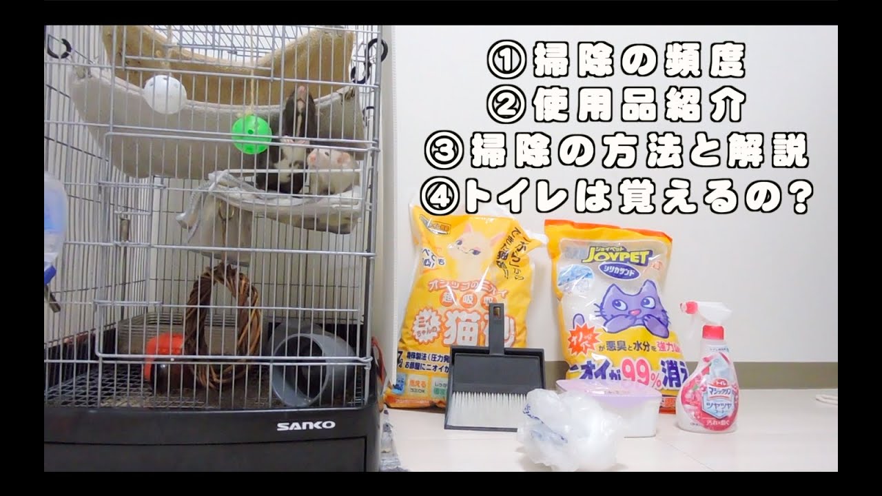【ファンシーラット】くさい？うちのトイレ掃除ついて【飼い方】【簡単掃除】