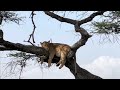 Lions of Lake Ndutu