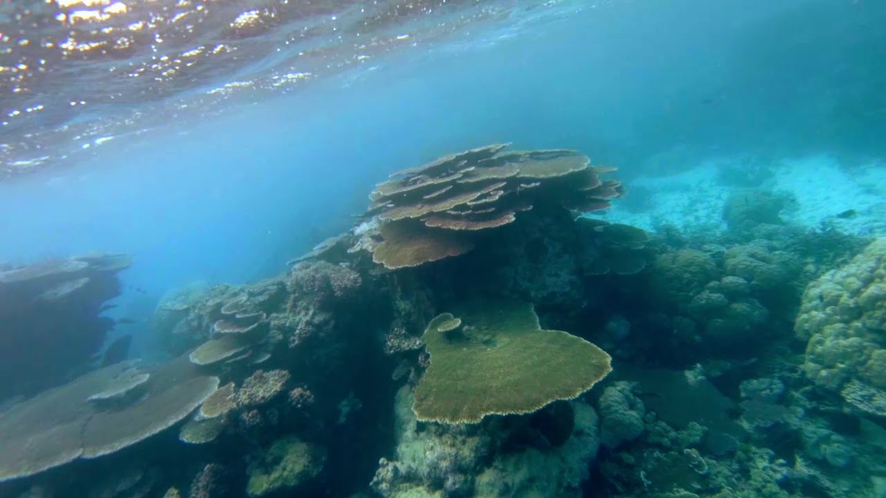 Great Barrier Reef Pancake Coral YouTube
