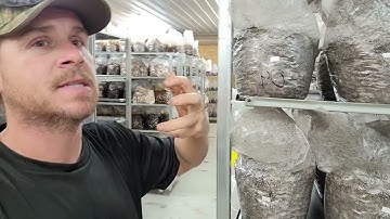 Mushroom Cultivation- In Depth Overview of Colonization