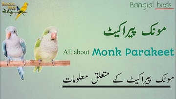 Monk parrot