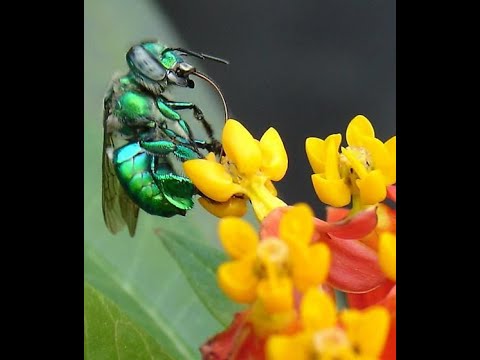 Abejas de las