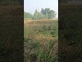Annadata of our life#nature #vlog #india#beauty#cute #love#god#youtubeshorts#viral#video#😘
