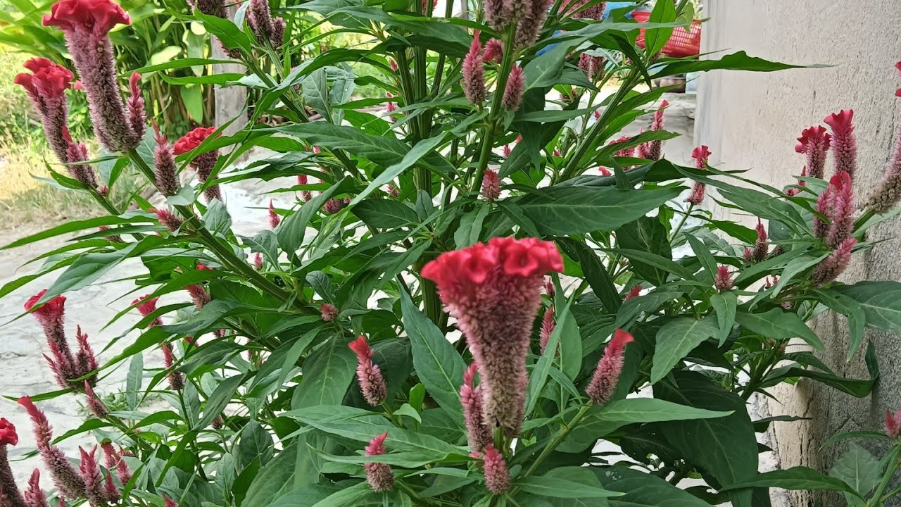 Extraordinary Resilience Behind An Optimistic Smile | YEN LINH BINH THUAN