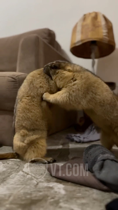 Epic Prairie Dog Fight Takes A Wild Turn 😂🐿️