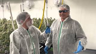 Mario Of 4C Cannabis Ltd. Talks Indigenous Cannabis Production And Partnerships With UPRYZE Cannabis