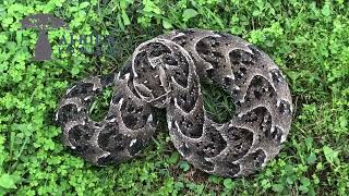 Snake Awareness Training