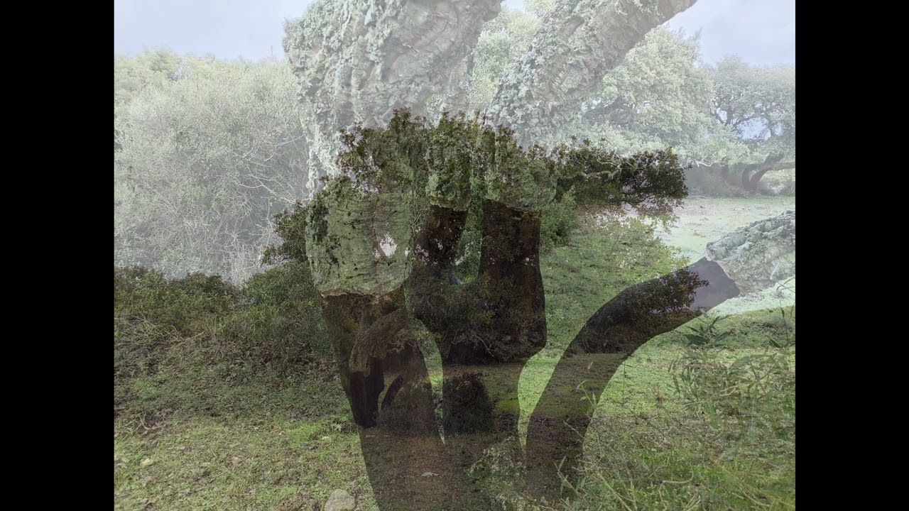 Sardinien Nouraghen und Korkeichenwald