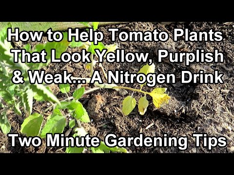 How To Save Yellow, Purplish, And Weak Looking Tomato Plants - Nitrogen!: Two Minute TRG Tips