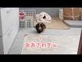 【鳴き声】寝てても冷蔵庫開ける音に気付いて大騒ぎになるモルモット　Guinea pig noises
