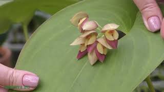 Максиллярия (Maxillaria) – симподиальная орхидея.