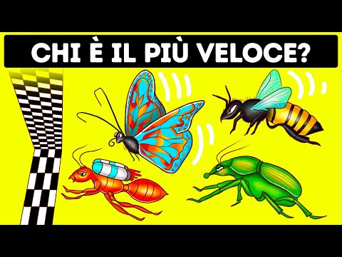 Video: Chi ottiene il titolo di signore degli scarabei?