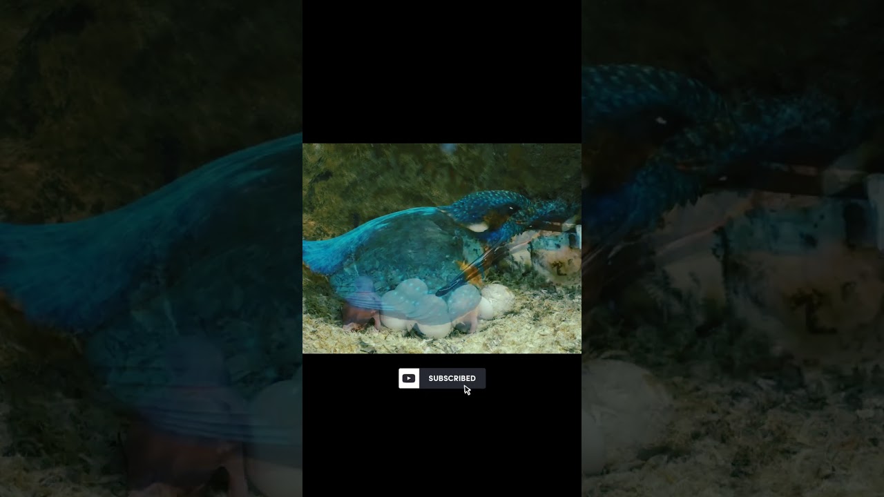 2023 Must watch II Kingfisher hunting fish for children II