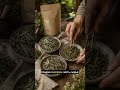 Саган-дайля: зачем искать латинское имя