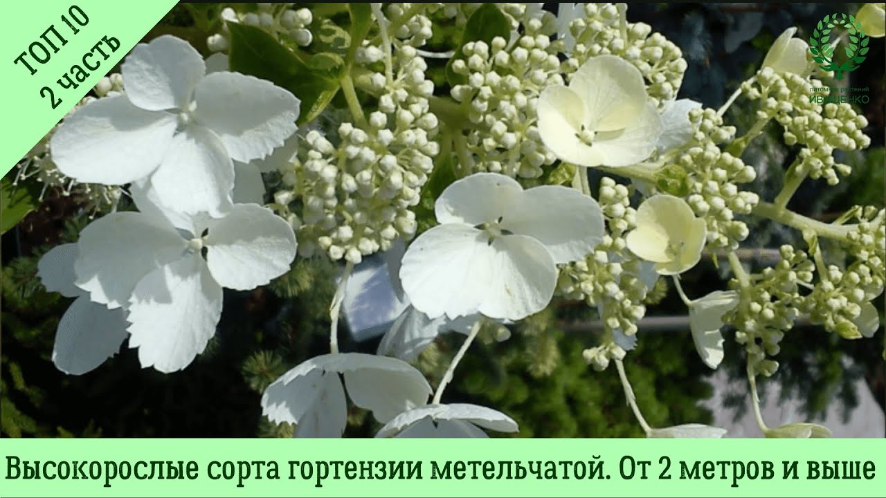 Гортензия Краса Лескова Фото