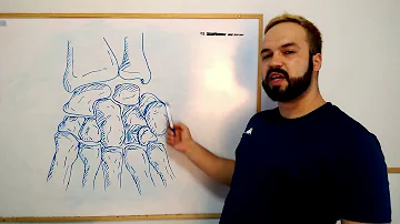 Onde fica localizado o carpo?