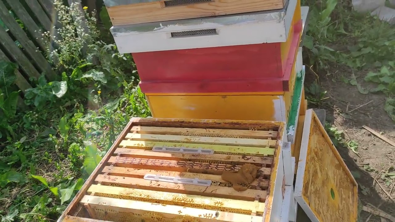 09.09.2023  Tratament cu FORMIC - part.1