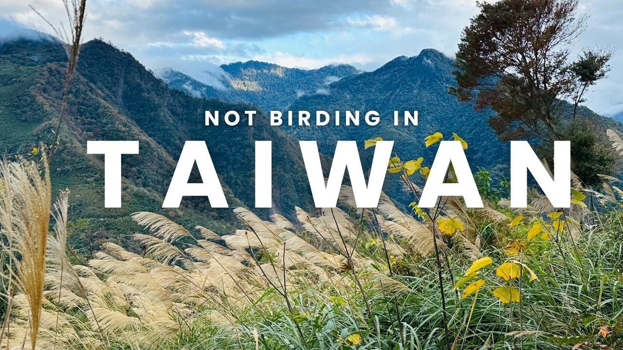 Can We Find 100 Birds in Taiwan 🇹🇼 Without Trying? 13 Days of