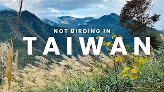 Can We Find 100 Birds in Taiwan 🇹🇼 Without Trying? 13 Days of Not Birding