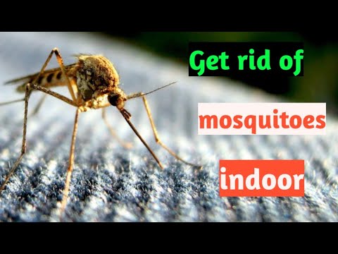 Video: Zijn er muggen in het appartement? Van de invasie afkomen