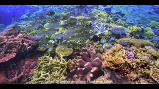 Magagandang Tanawin na makikita Mo sa Ilalim ng Dagat || Palawan Philippines Magagandang Tanawin na makikita Mo sa Ilalim ng Dagat || Palawan Philippines