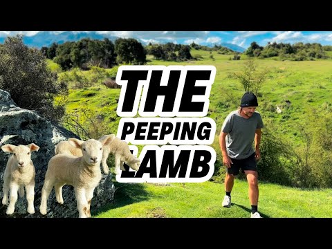 The Peeping Lamb - New Zealand