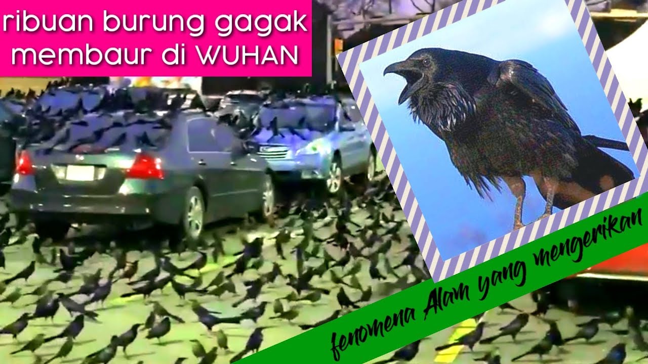 Wuhan Ribuan Burung Gagak Membaur Benar Benar Aneh Fonemena Alam