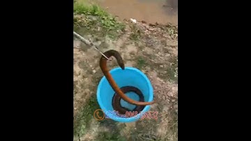 Kìm kẹp rắn kẹp chạch kẹp lươn kẹp cá đa năng gập đôi di chuyển bắt rắn #kepran #batran #batluon